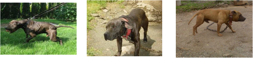 Pure+Eli+Pitbull+Kennels pitbulls go pitbull dog forums http www gopitbull com bloodline ...